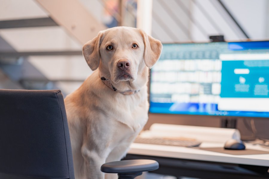 Benefit: Bring dein Hund mit