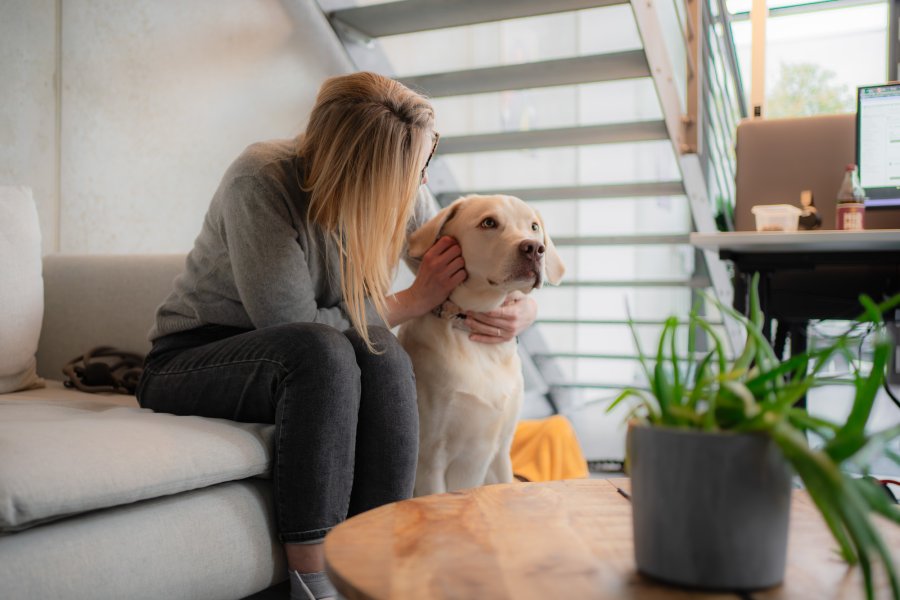 Stressreduktion durch Hunde im Büro