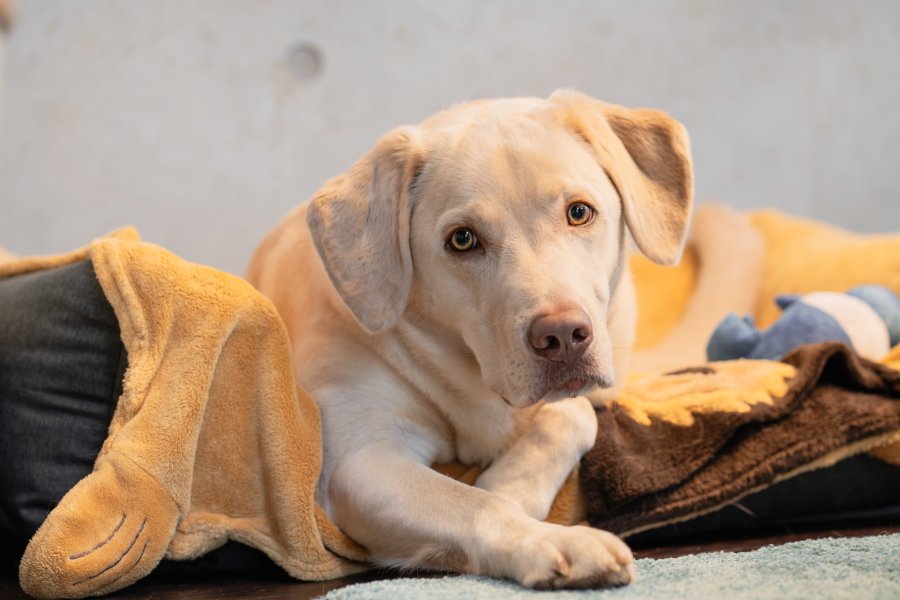 Hunde für mehr Wohlbefinden
